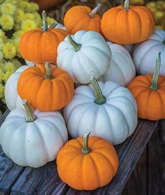 Ritz Farming® Pumpkin vegetables seeds | White & orange Baby Boo Pumpkin Seed For Your Garden and home planting Pack of 50 to 70 seeds (B0BXBHWJ23) Amazon Price History, Amazon Price Tracker