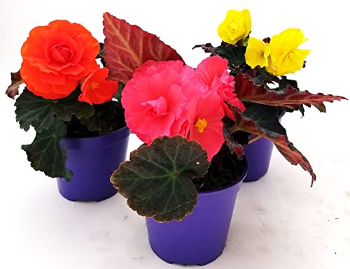 POWERS TO FLOWERS - BEGONIA TUBEROSA TRIS: VASO 12CM DIAMETRO, piante vere