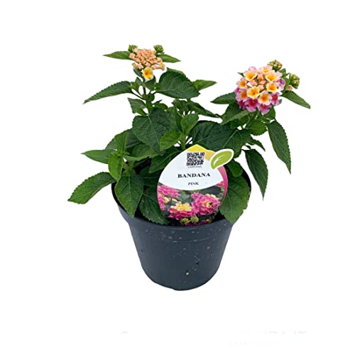 Lantana Camara Natural Una Flor Fácil de Cuidar que Dará un Tono Alegre a Tu Jardín