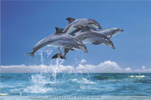 Poster Steve Bloom Dolphins plastifié grand format pour decoration murale