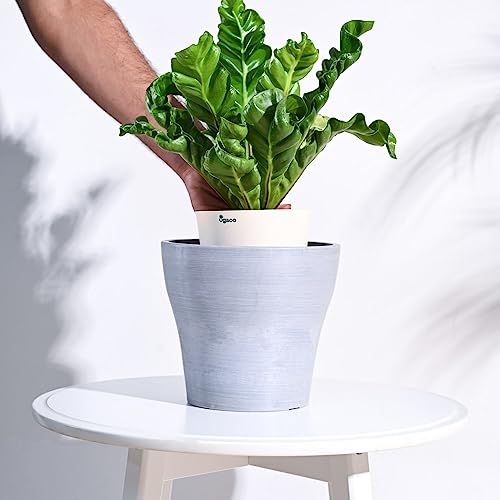 Image of UGAOO Rezer Tivoli Pots Planter for Home & Balcony Garden (Large, Light Grey)