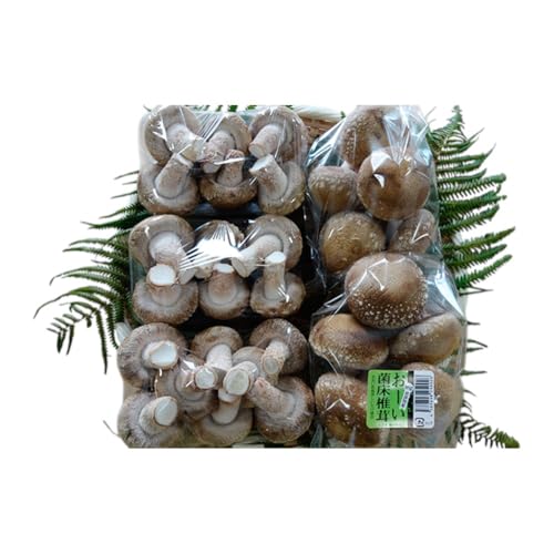 [2ヶ月連続]菌床による、生シイタケで「おーい菌床しいたけ」1kg×2ヶ月 野菜 きのこ 茸 キノコ 椎茸