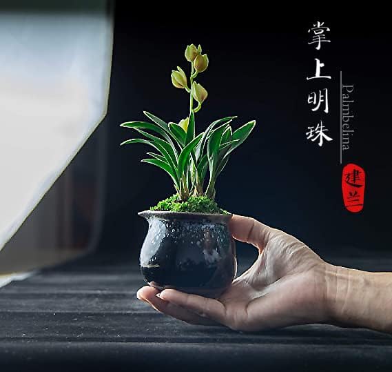 Miniatura 2 de Plantas de orquídeas vivas - Cymbidium Ensifolium de fácil cuidado flores grandes orquídeas purificadoras de aire plantas de interior vivas