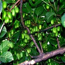 Kiwi seeds hybrid, High germination (22 seeds)