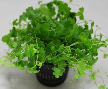 Amazon イイ水草市場 オーストリアンノチドメ 5本 無農薬 無害虫 前景草 イイ水草市場 生体水草 通販