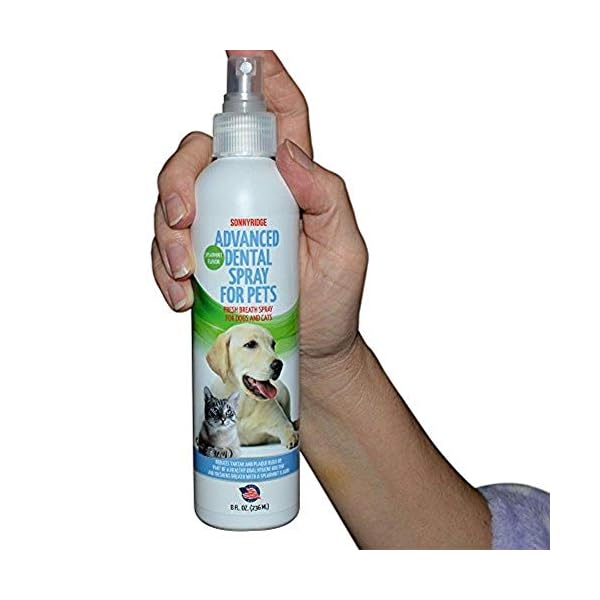 Sonnyridge Dog Dental Spray Removes Tartar, Plaque and Freshens Breath Instantly. The Most Advanced Dental Spray for Healthy Teeth, Gums and Oral Health Care for Your Dog, Cat or Pet – 1- 8 oz. bottle Sonnyridge Dog Dental Spray Removes Tartar, Plaque and Freshens Breath Instantly. The Most Advanced Dental Spray for Healthy Teeth, Gums and Oral Health Care for Your Dog, Cat or Pet – 1- 8 oz. bottle