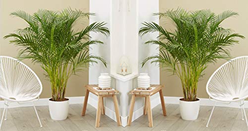 Dypsis Lutescens - Goudpalm - Kamerplant - Onderhoudsvriendelijk - ⌀24 cm - 140-150 cm - Afbeelding 5