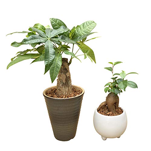 Ԃ̃Mtg KW}  ~jpL A 2Zbg K̖  ~jϗtA