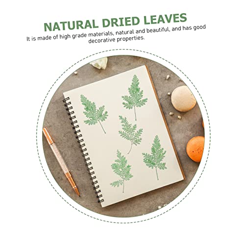 COHEALI 48Pcs Flores Secas Em Relevo Flores Secas Naturais Planta Verde