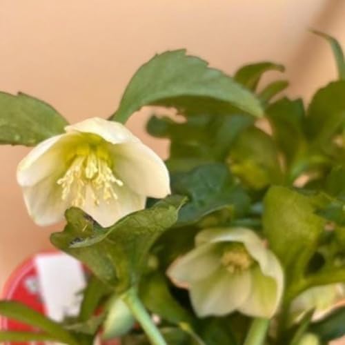 クリスマスローズ 種」の人気商品一覧 | 安い商品を通販サイトから探す