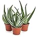 Aloe Vera Plant Mature 3 Plants -Strong Aloe Vera Curative 4-inch Pot 8'' Tall Unique From Jm Bamboo