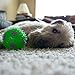 Gnawsome 3.5” Squeak & Light Soccer Ball Dog Toy - Medium, Cleans Teeth and Promotes Dental and Gum Health for Your Pet, Colors will vary