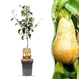Green boutiQ - Arbre fruitier - Pyrus communis Conference - Poirier - Résistant à l'hiver - Poire Verte - 1 Plante - Pot 21cm - Hauteur 90cm