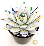 Zoom IMG-1 powers to flowers echeveria picasso Zoom IMG-1 powers to flowers echeveria picasso