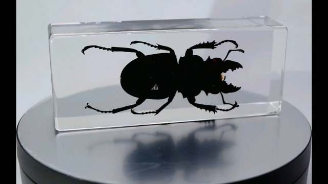 Image of 4.3 inch Real Stag Beetle (Female) in Crystal Clear Lucite Resin Specimen Preserved Insect Bugs Taxidermy Paperweight Crafts Collection for Biology Science Education & Desk Ornament Display Supplies