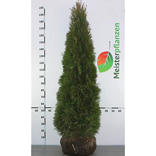 Lebensbaum Thuja Smaragd 180-200 cm. Angebot: 3-150 Koniferen. Thuja: BESTSELLER - 3 St. (ca. 1,5 Meter)