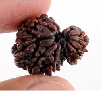 Gemstone King Nepali Ruthratcham Lab Tested Naturally Joined Garbh Gauri Rudraksha AAA+++ Natural Garbh Gori Rudraksh with Silver Capping Use for Pendent Bracelet Making