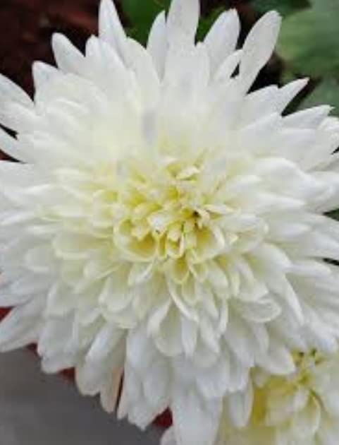 NATURE WORLD PREMIUM LIVE HEALTHY CHERYSANTHEMUMS DHALIA CHAMANTHI ORGANIC PLANT (B0BKQXZP7V) Amazon Price History, Amazon Price Tracker