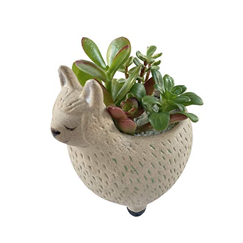 Ԃ̃Mtg A 񂹐A ApJ 픫 ϗtA v[g