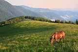 ART.COM Wall Photographic Print Grazing Horse on Mountain Pasture. Beautiful Morning Landscape. by Brum, 36' x 24'