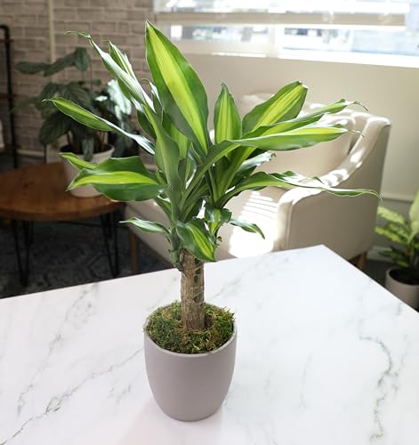 'Sunrise' Corn Plant Dracaena Plant Live Plant Decor, Office Desk Plant, Live Indoor House Plants, Decorative Plants, House Plants Indoors Live Plants Indoor Plants Live Houseplants by Plants for Pets 'Sunrise' Corn Plant Dracaena Plant Live Plant Decor, Office Desk Plant, Live Indoor House Plants, Decorative Plants, House Plants Indoors Live Plants Indoor Plants Live Houseplants by Plants for Pets