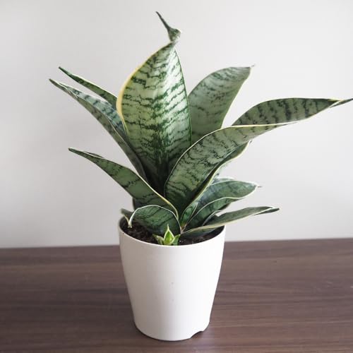 �h�s�`�m�r�d �T���X�x���A �V���o�[�n�j�[ 3.5���� 1���� �ϗt�A�� �ωA�� �w���F Sansevieria trifasciata cv. Silver Hahnii ��ϊ������ �ʖ��F �T���Z�x���A �g���m�I �V���o�[���[�t ��t�F �����ɋ���