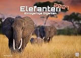 Elefanten - einzigartige Giganten - 2027 - Kalender DIN A2: Der Wandkalender mit den schönsten Elefant-Motiven für das Jahr 2027 im extragroßen Format DIN A2 (ca. 60 x 42 cm)!