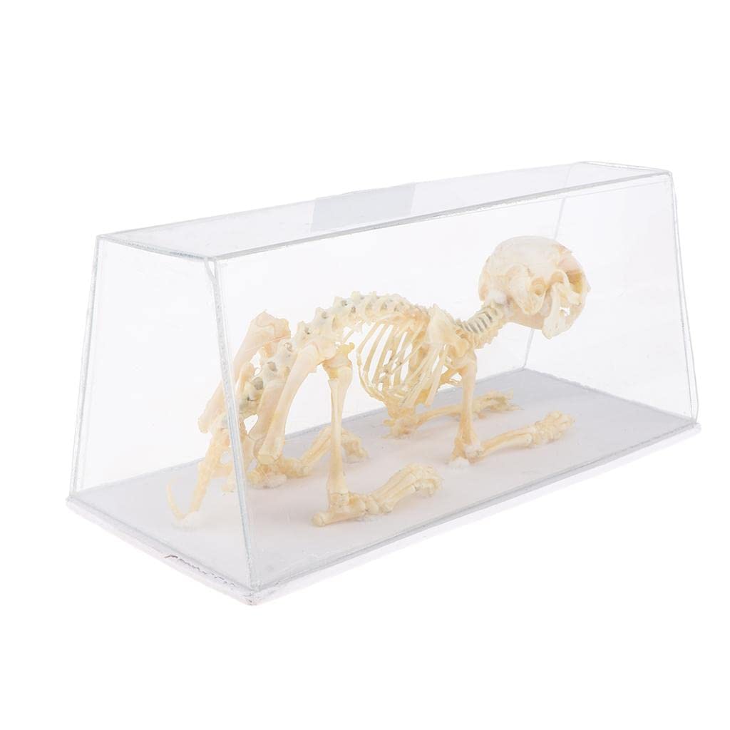 hacodeco様のウサギ人形、マント付き❣️20センチ❣️最終価格‼️ Amazon | アゾンインターナショナル えっくす☆きゅーと14th