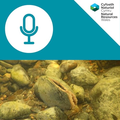 『Pearls of the Dee: An audio companion』のカバーアート