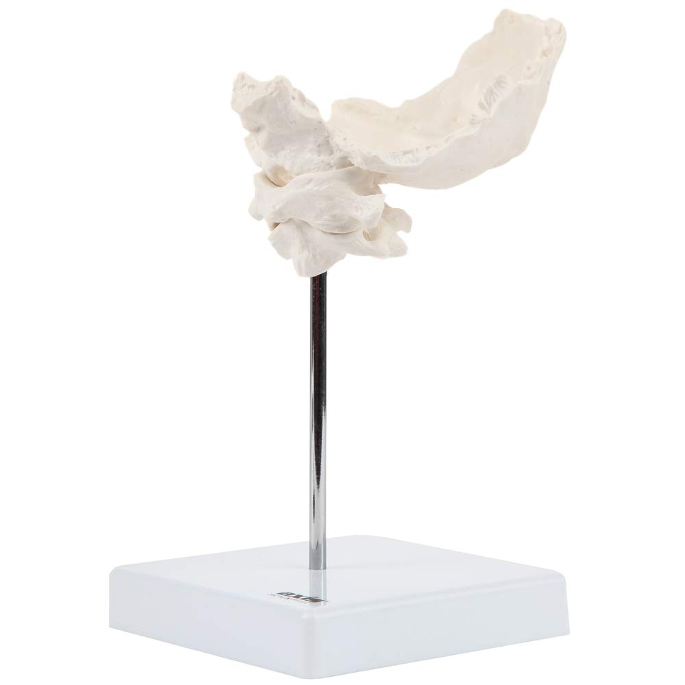 Axis Scientific Occipital Bone - C1 and C2, Human Skull Anatomy Model, Medical Vision Scientific Flexible Cervical, Real Models Tools, Skeleton Head, Skulls Replica Life Size