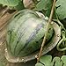17x17 Cm ABS Hearted Shaped Watermelon Shaping Mould Transparent Fruit Growing Tool Multifunctional Gardening Supplies Garden Vegetable Pumpkin Growth Forming Mould for Fun Cultivation