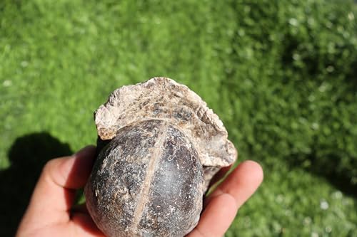 Image of Ammonite Fagesia Ammonite Fossil Rare Ammonite Fossil Natural Fossil from Morocco A32
