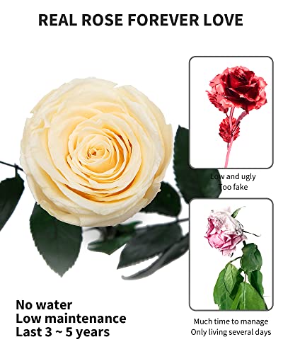 Image of Champagne Flowers for Delivery Prime, Preserved Champagne Roses Flower Gifts for Women, Real Roses Single Rose Gifts for Her, Mom Birthday Gifts from Daughter, Valentines Flowers