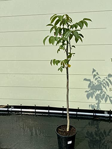 Juglans Regia - Noce 150 cm