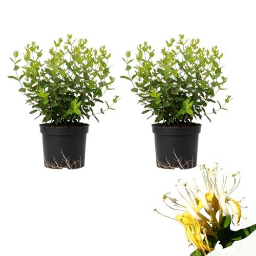 2 Honeysuckle Plants Live | 8–12 Inches Tall Rooted Cuttings