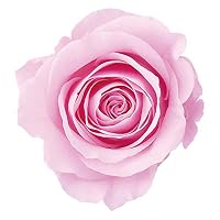 Amazon｜大地農園 日本製 プリザーブドフラワー ローズ かのん L 花径