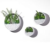 3 Pack Set Modern Wall Planters Succulent Planter Circle Metal Flower Pot Indoor Air Plant Vertical