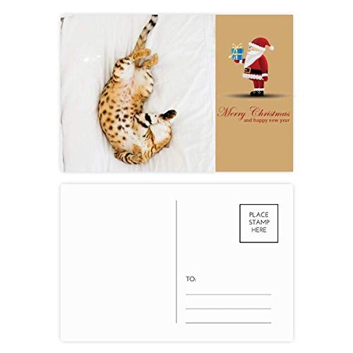 Cartes postales chat Ocelot par 20 pour décorer votre bureau de nature