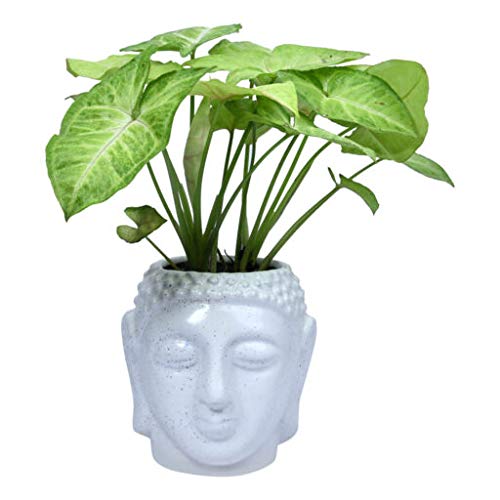 GUUCHUU Lucky Syngonium Plant in White Buddha Ceramic Pot with Plant