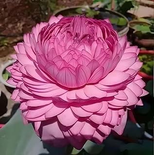 Ultimated Thousand Petal Lotus Live Plant (TUBER Root) Orginal Variety Guarante Blooming Big Hybrid Water Lily For Out Door And In Door Plant(1000 Petal)