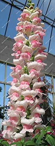 100 Unids/bolsa Semillas de Snapdragon, (Anthirrhinum Majus), Semillas de Flores Bonsai Snapdragon, Crecimiento Natural para la Plantación de Jardín Cover