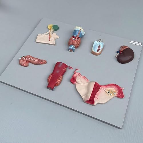 Modèle endocrine parathyroïde et ovarien AMITD anatomique