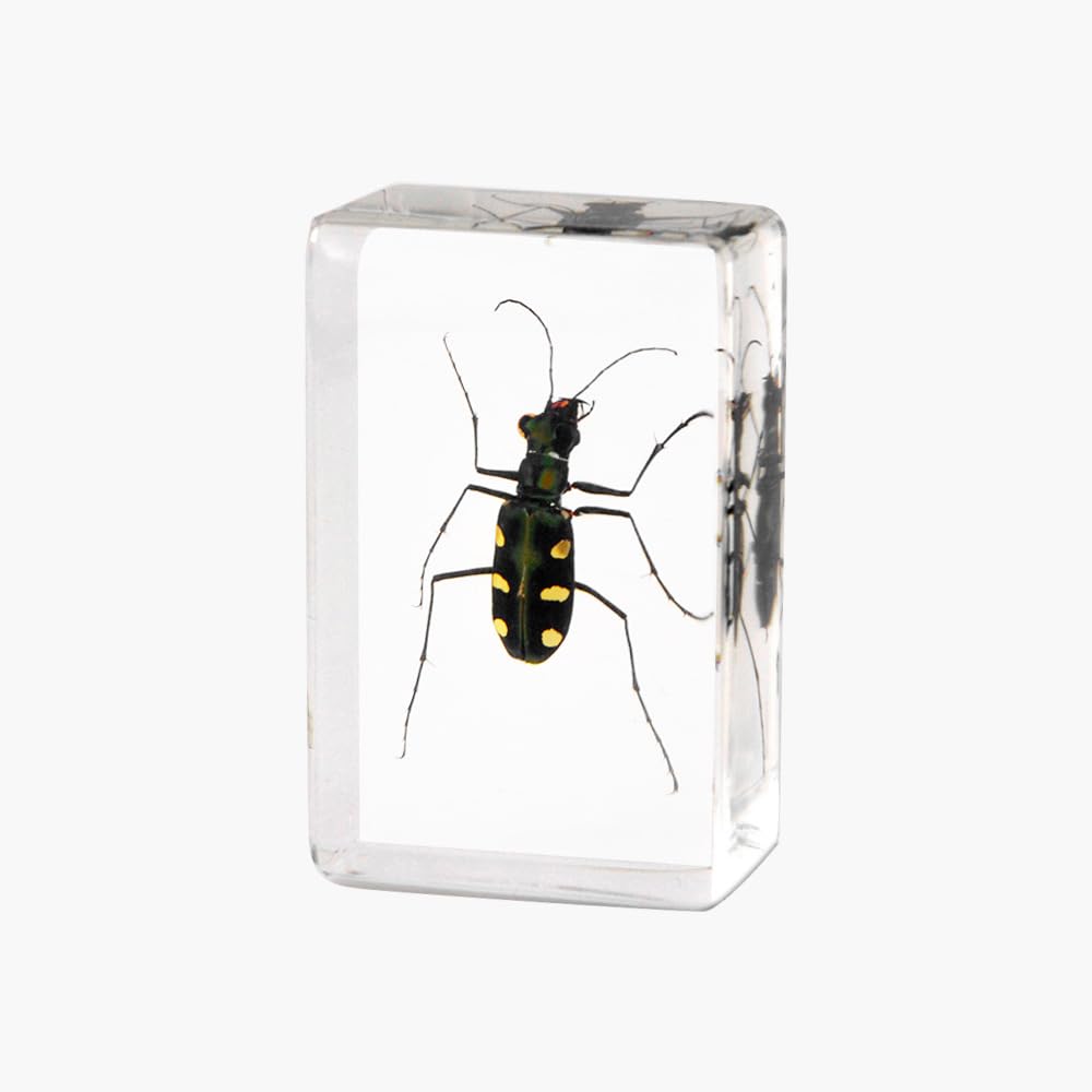 4Pcs Insect in Resin Specimen - Image 4