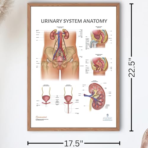 Image of Anatomy Lab Human Urinary System Anatomy Poster, LAMINATED, Anatomy and Physiology, 17.3 x 22.5 Inches, Body System Diagram, Anatomical Chart for Education Learning and Students