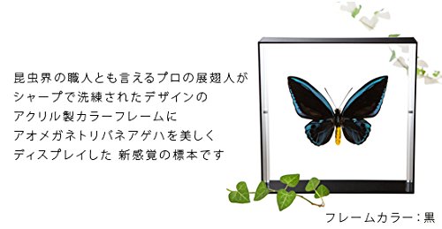 アオメガネトリバネアゲハ♂☆ショートランド諸島☆ 150mm 稀産地・超