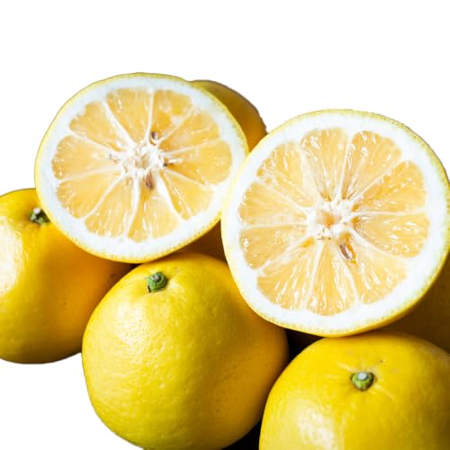 訳あり 愛媛県産ニューサマーオレンジ 柑橘 みかん フルーツ (合計約2.5kg)