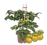 Exotenherz - Tomate cerise jaune - tomates cerises - plante avec de nombreux fruits - pour balcon et jardin - pot de 14 cm - légume-go