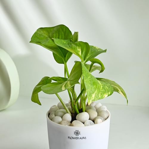 Image of FlowerAura Air Purify Live Indoor Green Money Plant In White Self Watering Pot With Manure For Living Room, Balcony, Home /Office Decor | Premium Gifting | Improving Air Quality | Reducing Stress