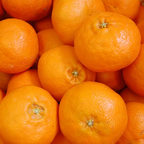 訳あり 甘平 (サイズ混合) 約5kg 果物 柑橘 フルーツ 家庭用 丸二青果 愛媛県 西予市