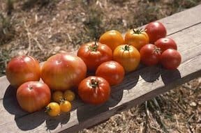 Miniatura 4 de Tomate, extremo del arco iris, reliquia